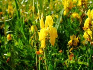 Fleurs d't dans le Jura Vaudois, La Vraconnaz, Switzerland