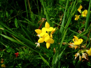 Fleurs d't dans le Jura Vaudois, La Vraconnaz, Switzerland