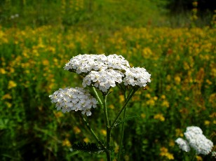 Fleurs d't dans le Jura Vaudois, La Vraconnaz, Switzerland