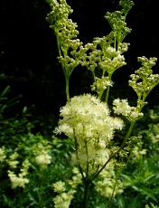 Fleurs d't dans le Jura Vaudois, La Vraconnaz, Switzerland