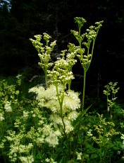 Fleurs d't dans le Jura Vaudois, La Vraconnaz, Switzerland