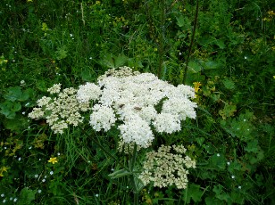 Fleurs d't dans le Jura Vaudois, La Vraconnaz, Switzerland