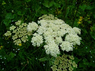 Fleurs d't dans le Jura Vaudois, La Vraconnaz, Switzerland