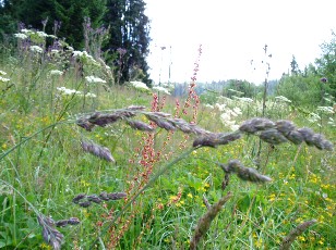 Fleurs d't dans le Jura Vaudois, La Vraconnaz, Switzerland