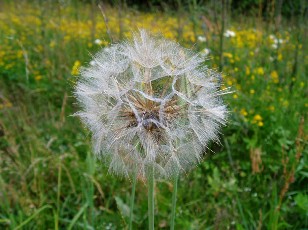 Fleurs d't dans le Jura Vaudois, La Vraconnaz, Switzerland