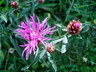 Fleurs d't dans le Jura Vaudois, La Vraconnaz, Switzerland