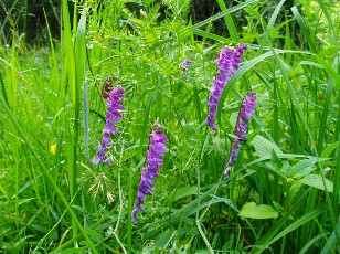 Fleurs d't dans le Jura Vaudois, La Vraconnaz, Switzerland