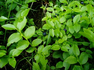 Fleurs d't dans le Jura Vaudois, La Vraconnaz, Switzerland