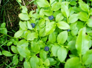 Fleurs d't dans le Jura Vaudois, La Vraconnaz, Switzerland