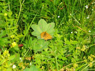 Fleurs d't dans le Jura Vaudois, La Vraconnaz, Switzerland