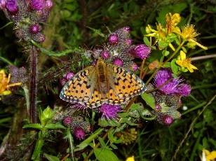 Fleurs d't dans le Jura Vaudois, La Vraconnaz, Switzerland