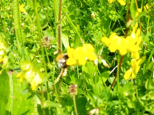 Fleurs d't dans le Jura Vaudois, La Vraconnaz, Switzerland