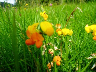 Fleurs d't dans le Jura Vaudois, La Vraconnaz, Switzerland