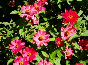 Jardin botanique au mois d'août à Genève