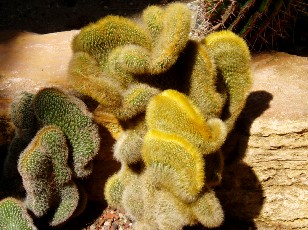 Jardin botanique au mois d'août à Genève