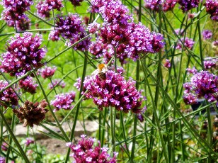 Jardin botanique au mois d'août à Genève