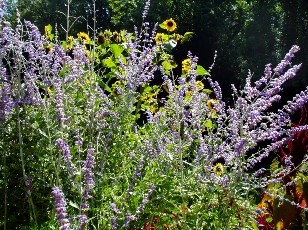 Jardin botanique au mois d'aot  Neuchtel