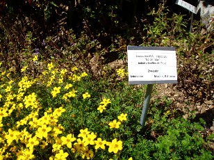 Jardin botanique au mois d'aot  Neuchtel