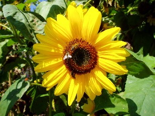 Jardin botanique au mois d'aot  Neuchtel