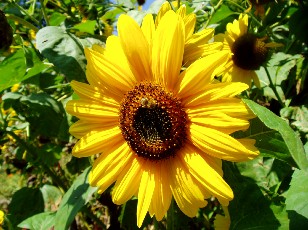 Jardin botanique au mois d'aot  Neuchtel