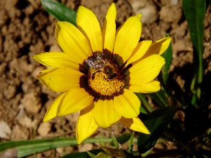 Jardin botanique au mois d'aot  Neuchtel