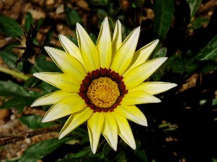 Jardin botanique au mois d'aot  Neuchtel