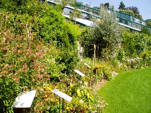 Jardin botanique au mois d'aot  Neuchtel