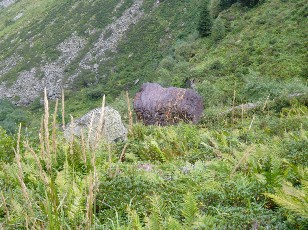 La descente