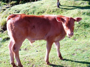 Monte au lac d'Ourrec