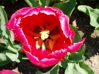 Parterre de tulipes  Morges au bord du lac !