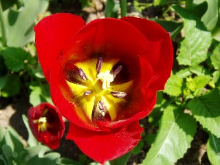 Parterre de tulipes  Morges au bord du lac !