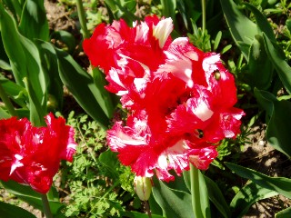 Parterre de tulipes  Morges au bord du lac !