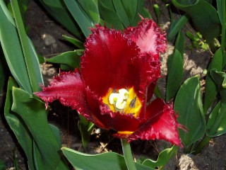 Parterre de tulipes  Morges au bord du lac !