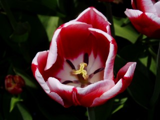 Parterre de tulipes  Morges au bord du lac !