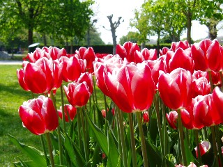 Parterre de tulipes  Morges au bord du lac !