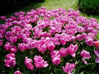 Parterre de tulipes  Morges au bord du lac !