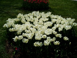 Parterre de tulipes  Morges au bord du lac !