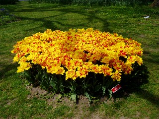 Parterre de tulipes  Morges au bord du lac !