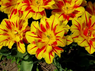 Parterre de tulipes  Morges au bord du lac !