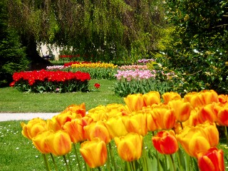 Parterre de tulipes  Morges au bord du lac !