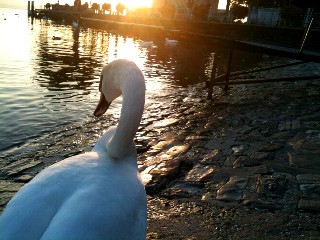 La beaut du cygne