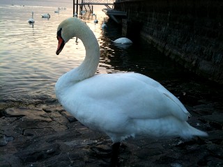 La beaut du cygne