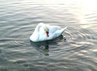 La beaut du cygne