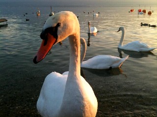 La beaut du cygne