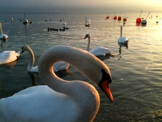 La beaut du cygne