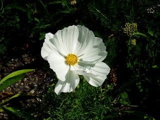 Merveille de la Nature